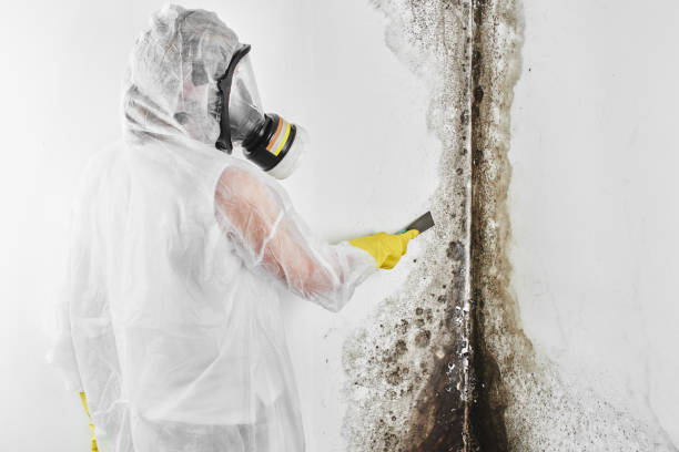 Best Crawl Space Mold Removal  in Springdale, PA