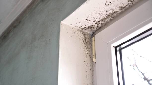 Professional Mold Removal in Springdale, PA