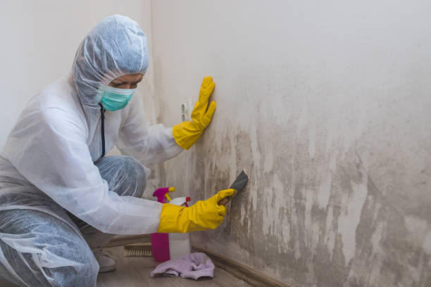 Best Commercial Mold Removal  in Springdale, PA
