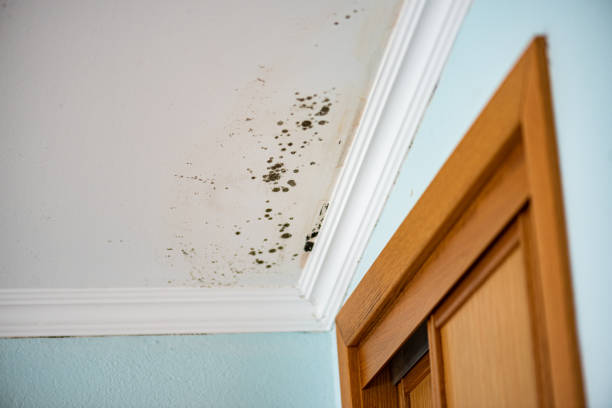 Best Fast Mold Removal  in Springdale, PA