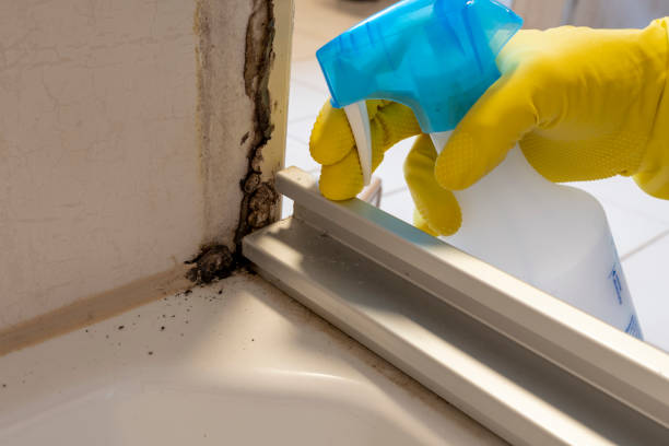 Best Office Mold Removal Services  in Springdale, PA