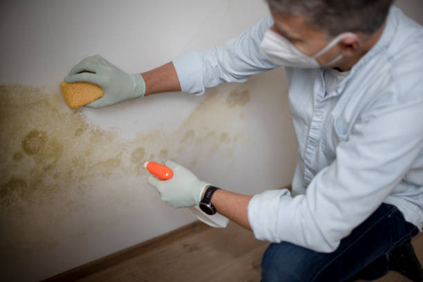 Attic Mold Removal in Springdale, PA