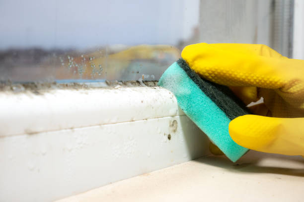 Best Mold Removal Process  in Springdale, PA