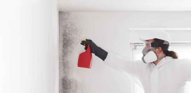 Best Affordable Mold Removal  in Springdale, PA