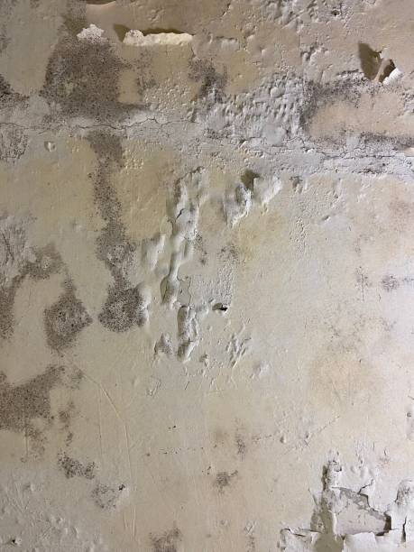 Best Black Mold Removal  in Springdale, PA