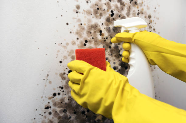 Best Water Damage Restoration  in Springdale, PA