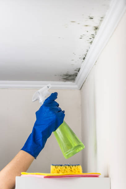 Mold Removal Process in Springdale, PA